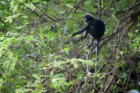 Lovely Animal dusky leaf monkey.の写真素材