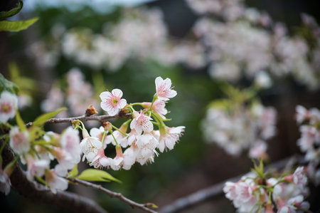 Seasonal flowers in Thailand.の写真素材