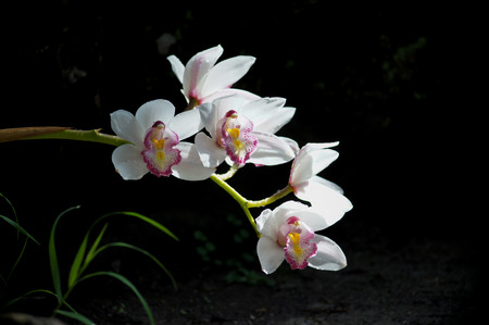 Paphiopedilum orchid species.の写真素材