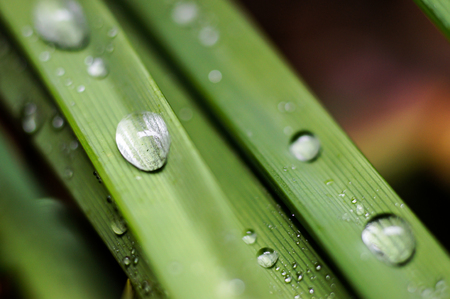 Water droplets on leavesの写真素材