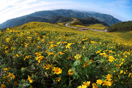 Mexican sunflower Doi Mae U-Kho Thailand.の写真素材