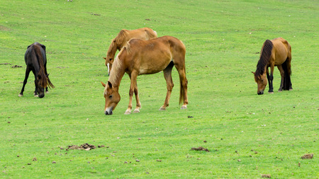 Horses enjoy eatting.の写真素材