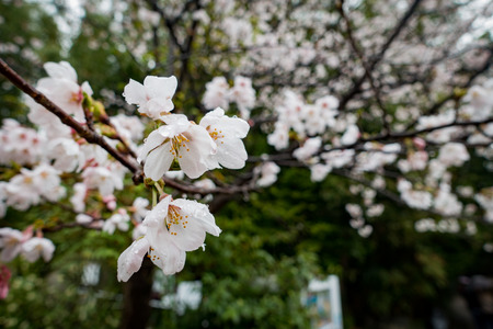 Cherry blossoms on a rainy dayの写真素材