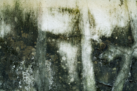 algae texture background, wall uncleanの写真素材