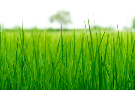 Close up, green rice fields of countryside in thailand.