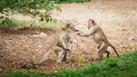 Portrait, Two monkeys or Macaca in the forest park are fighting each other. Controversy for...