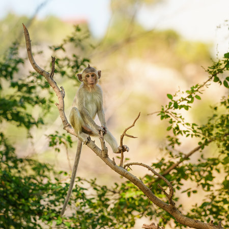 Little brown monkey or Macaca in the forest park sits on the branch and is enjoying and making looking someing. At Khao Ngu Stone Park, Ratchaburi, Thailand. Leave space for banner text input.の写真素材
