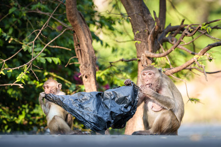 Portrait, moment Two monkeys eating from garbage bag. It was hungry. Looks cute and helps the...