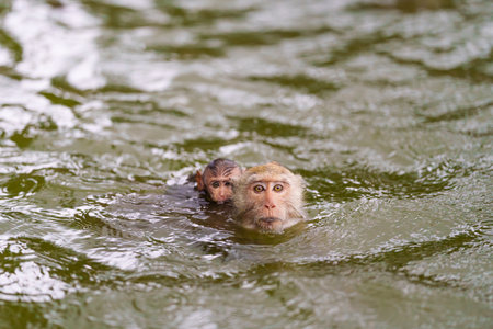 Monkey or Macaca and baby monkey was having fun swimming in river, it's perched on back of mother and eye contact. At Kaeng Krachan National Park, Phetchaburi, Thailand. Leave space for text input.の写真素材