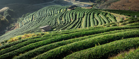 Travel on winter landscape ecotourism, scenery nature sunshine in morning with light mist in green tea plantation organic farm or rai cha 2000 in valley, Doi Ang Khang, Chiang Mai, Thailand.の写真素材