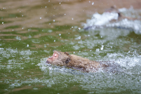 One monkey or Macaca was having enjoy swimming alone on the river, showing only his head and looking forward, Kaeng Krachan National Park, Phetchaburi, Thailand. Leave space for text input.の写真素材
