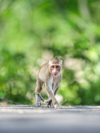 Portrait, little monkey or Macaca on road in forest park, it walk, standing position looked and made eye contact alone on outdoor green background, Khao Ngu Stone Park, Thailand. Space for text input.の写真素材