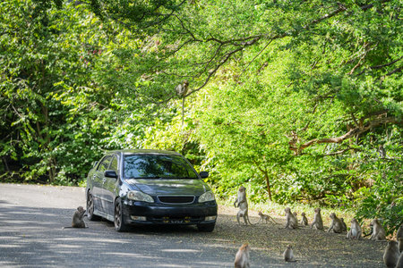 Group of monkeys or macaca waits hungry for food share from tourists who drive in sedans car every day. It cute, enjoy, funny, happy. Khao Ngu Stone Park, Thailand. Leave space for text input.の写真素材