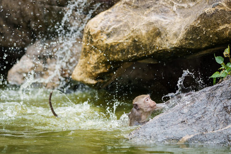 Brown monkey or Macaca monkey is enjoy relax playing in water to cool off alone. It was climbing out...