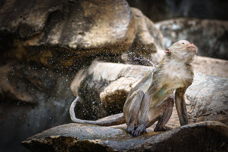 Brown monkey or Macaca was wet from playing in water. It was sitting on a rock, taking care of...
