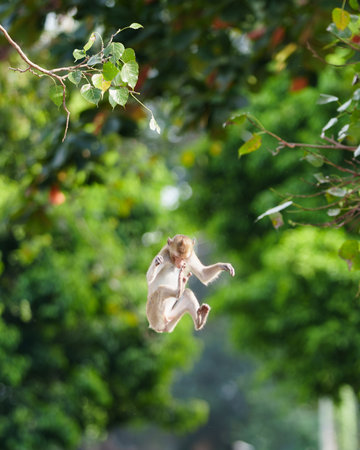 Portrait, Full body front view of Macaca or brown monkey in nature forest park, Falling from Bodhi...