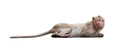 Portrait, Full body side view of a brown monkey or Macaca, sleepy is resting, It is in a crouched...