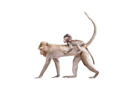 Portrait side view Macaca, Brown baby monkey on the mother monkey's back, its looking and moving forward. Isolated on white background in full depth of field with clipping path and transparent.の写真素材