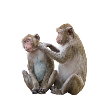 Couple monkeys or macaca take care of their lover closeup. It scratches head, cleans, looks warm, cute, enjoy, funny, in love and happy. Isolated on white background with clipping path, transparentの写真素材