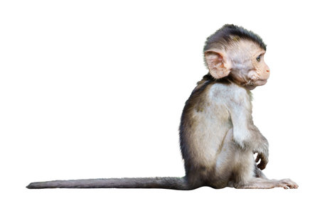 Primates mammals side view Brown little monkey or Macaca sit vacant alone, It's use your think,...