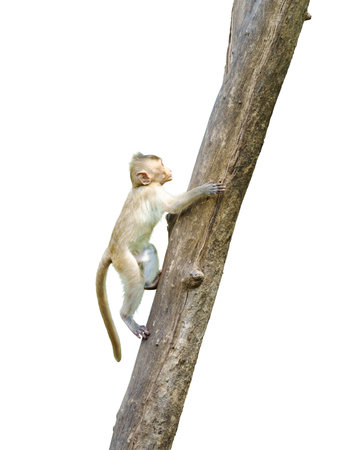 Primates mammals side view Macaca or little brown monkey in a natural forest park climb to top of tree, have fun alone. Isolated on white background, clipping path transparent.の写真素材