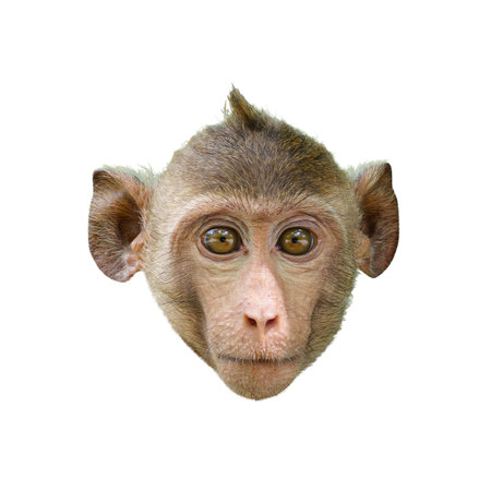 Close-up front view of a Macaca or little brown monkey head, showing the face, eyes, nose, ears. It meets eyes and stares. Isolated on white background, clipping path, transparent for creative.の写真素材