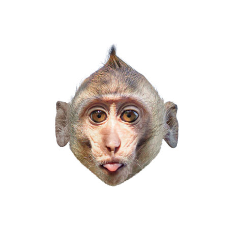 Close-up front view of a Macaca or brown monkey head, showing the face, eyes, nose, ears. It stare and sticks out its tongue. Isolated on white background, clipping path, transparent for creative.の写真素材