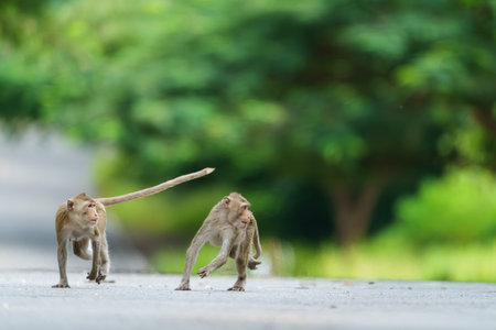 Front view, Two brown monkeys are running on the road, they turn their heads to right cautiously and fearfully from danger. natural forest at Khao Ngu Stone Park, Thailand. Leave space for text input.の写真素材