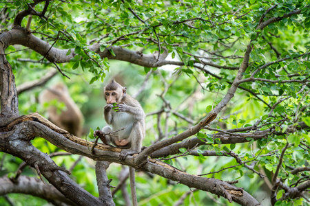 Front view, little brown monkey or Macaca sit alone on tamarind tree it enjoys eating green leaves...