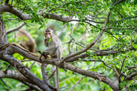 Front view, little brown monkey or Macaca sit alone on tamarind tree it enjoys eating green leaves in natural tropical forest at Khao Ngu Stone Park, Ratchaburi, Thailand. Leave space for text input.の写真素材