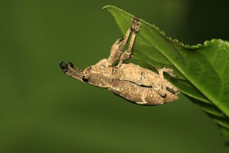 Weevil 