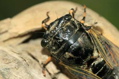 Cicadaの写真素材