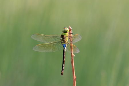 Dragonflyの写真素材