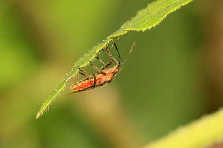 Stinkbugの写真素材