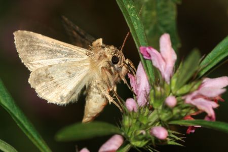 mothsの写真素材