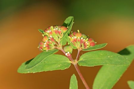 Euphorbia humifusa
