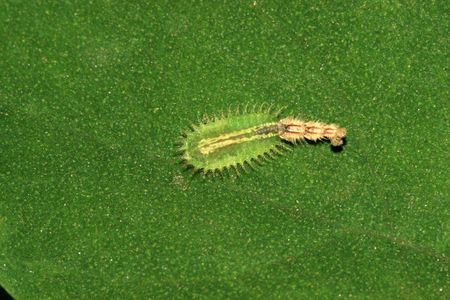 Coleopteraの写真素材