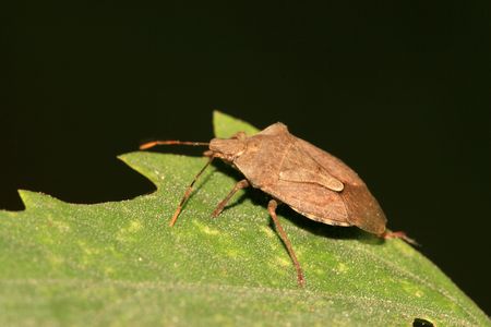 Stinkbug