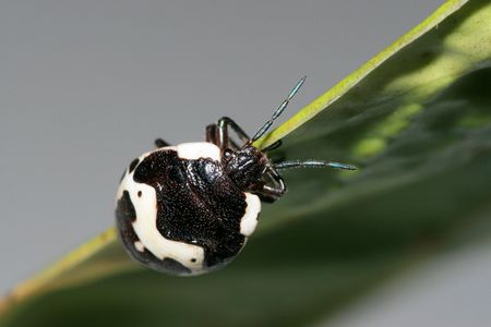 stinkbug