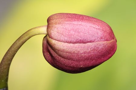 phalaenopsisの写真素材