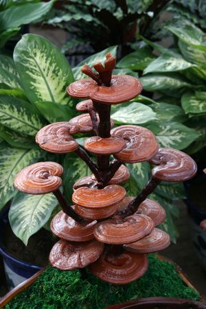 Ganoderma lucidum