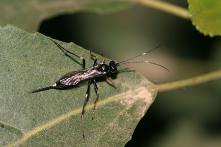 Insectsの写真素材