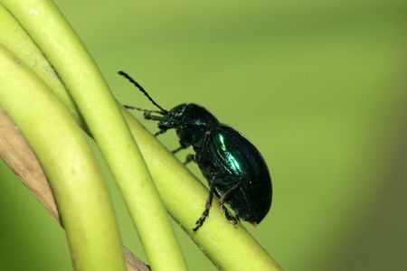 Dark blue beetle