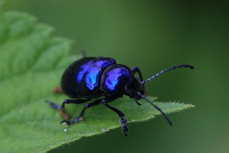 Dark blue beetle