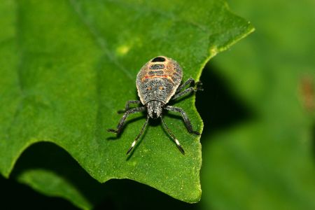 stinkbug