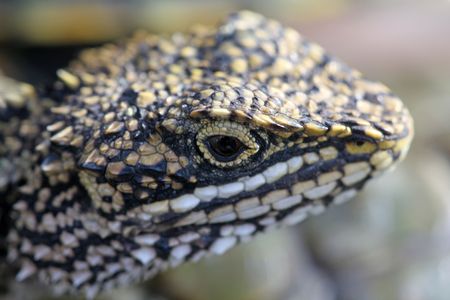 lizardsの写真素材