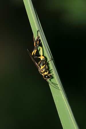 insects