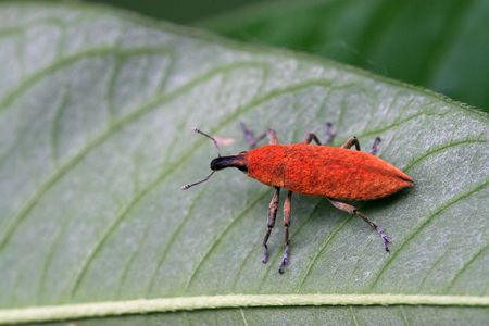 weevilの写真素材