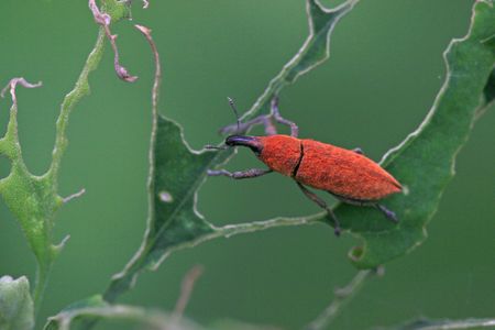 weevilの写真素材