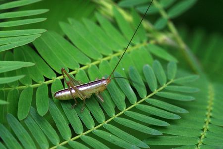 insectsの写真素材